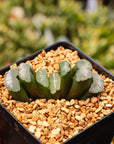 Haworthia truncata 'Orbiculata' - Vivid Root