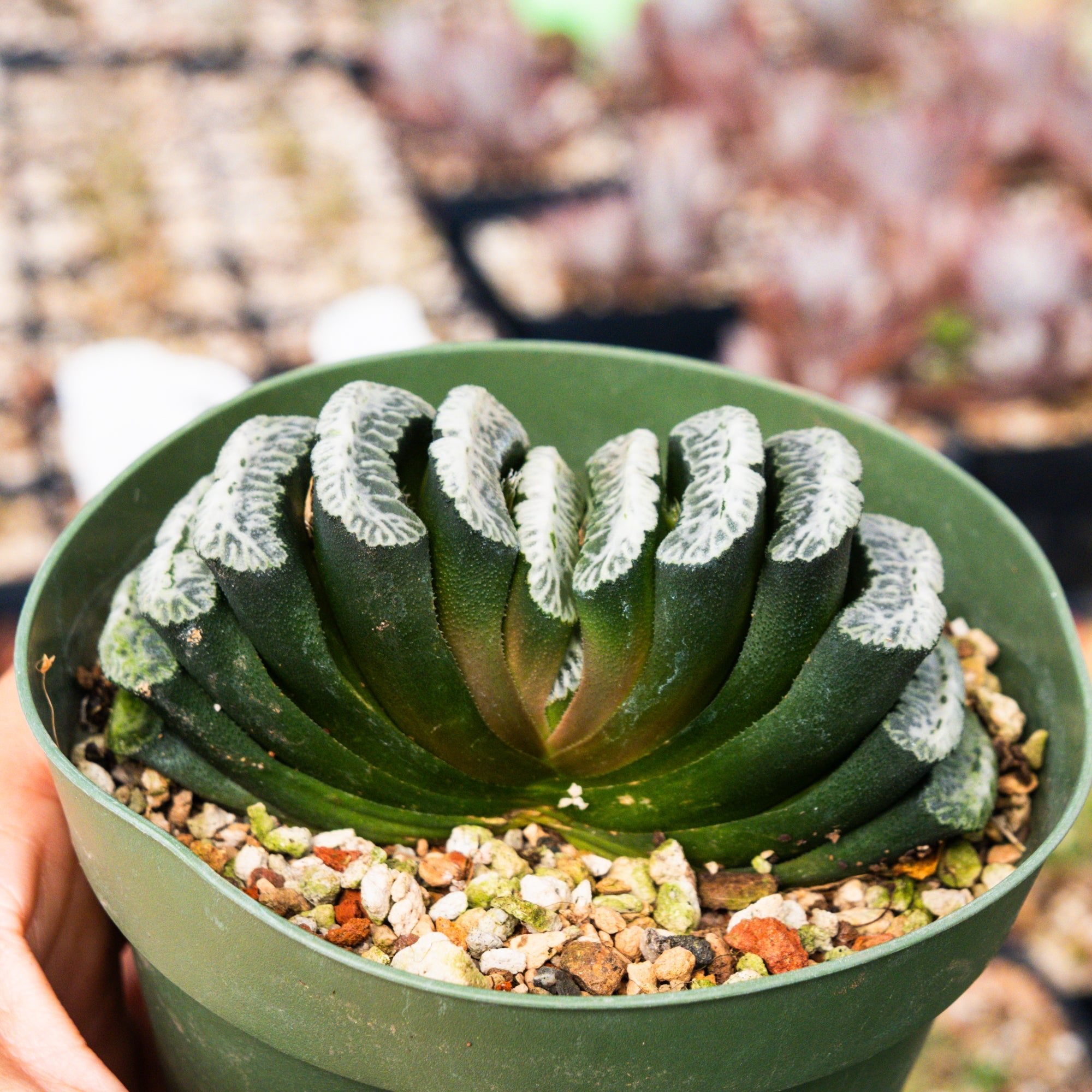 Haworthia truncata 'Snow' - Vivid Root
