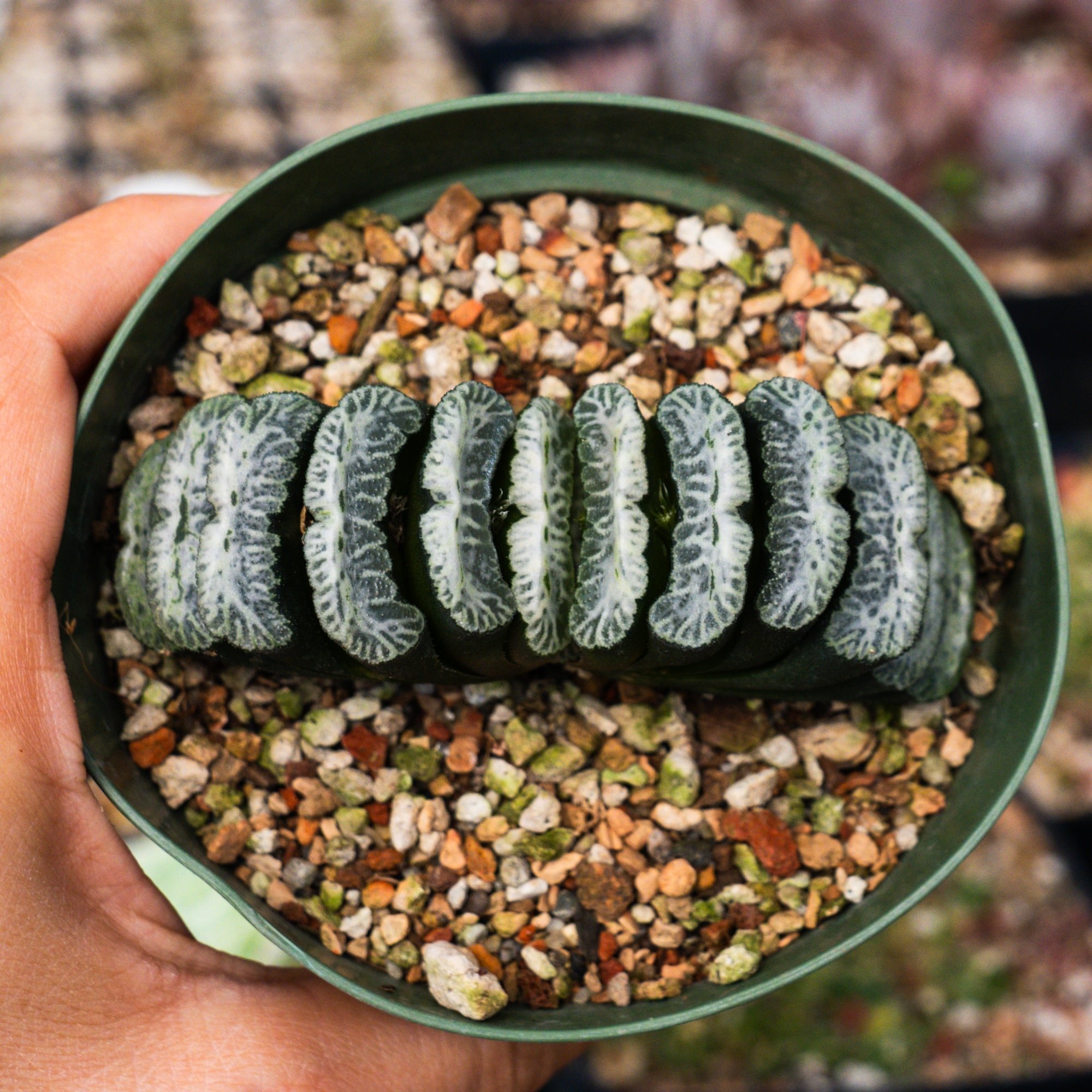 Haworthia truncata 'Snow' - Vivid Root