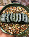 Haworthia truncata 'Snow' - Vivid Root