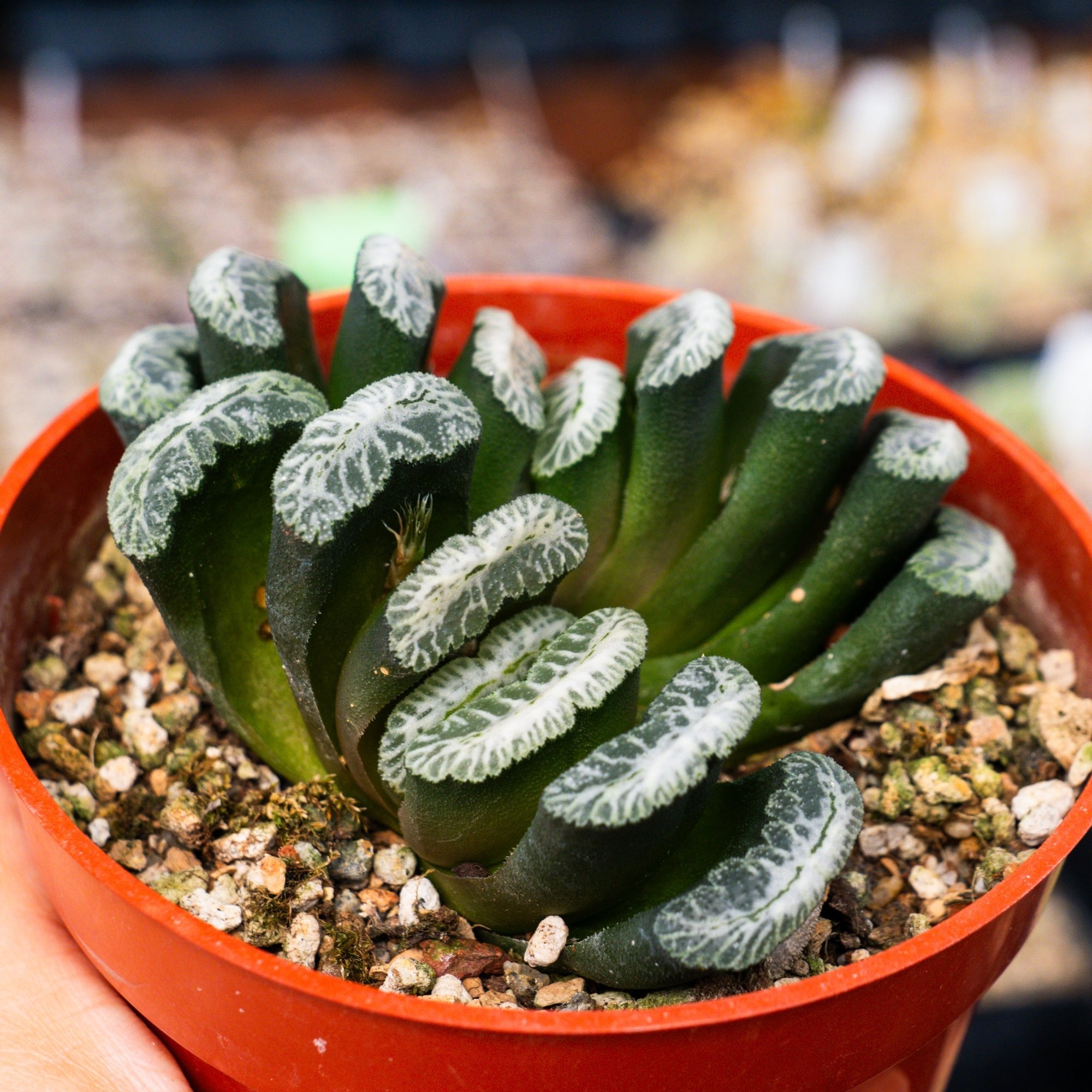 Haworthia truncata 'Snow' | One & Only - Vivid Root