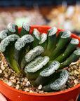 Haworthia truncata 'Snow' | One & Only - Vivid Root