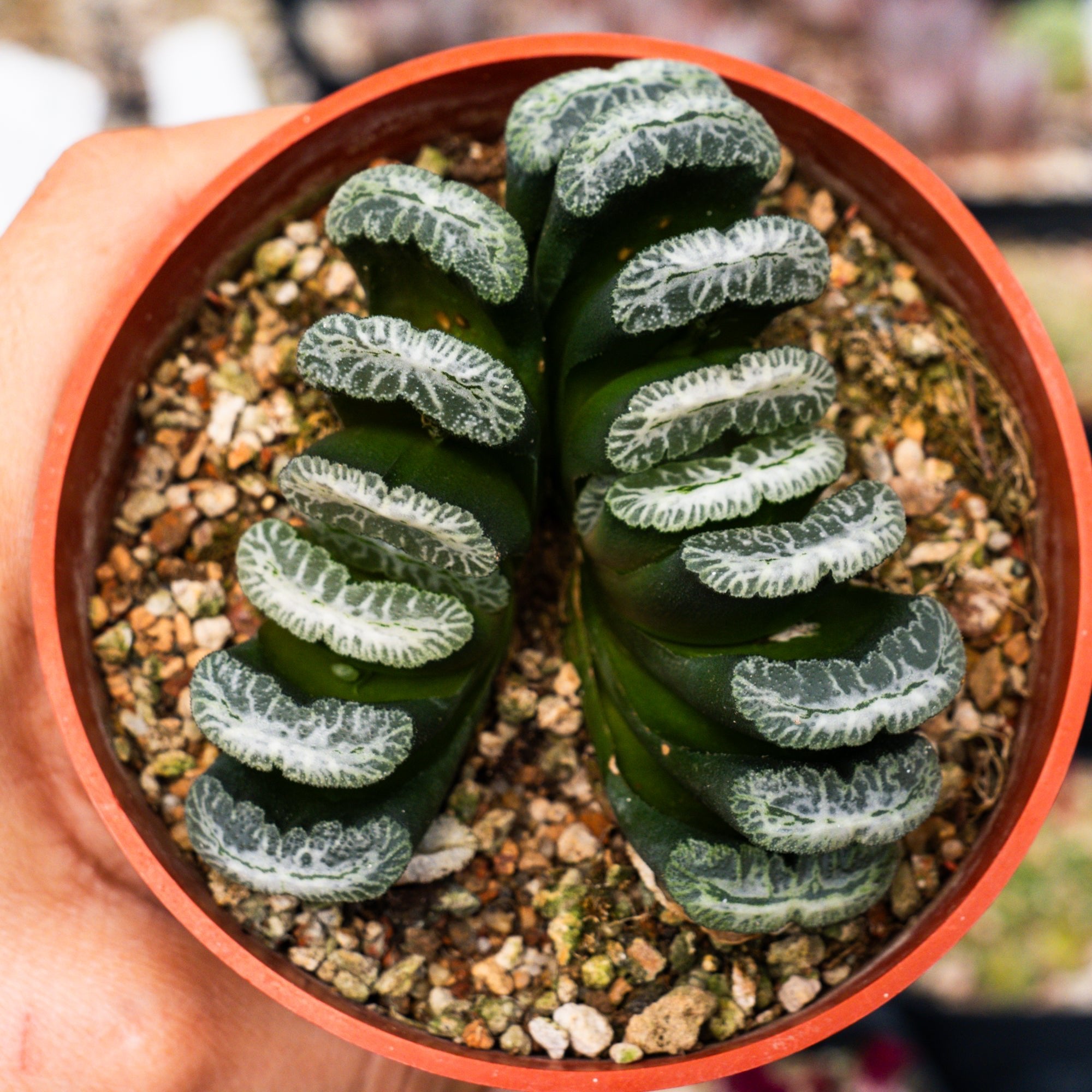 Haworthia truncata 'Snow' | One & Only - Vivid Root