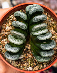 Haworthia truncata 'Snow' | One & Only - Vivid Root