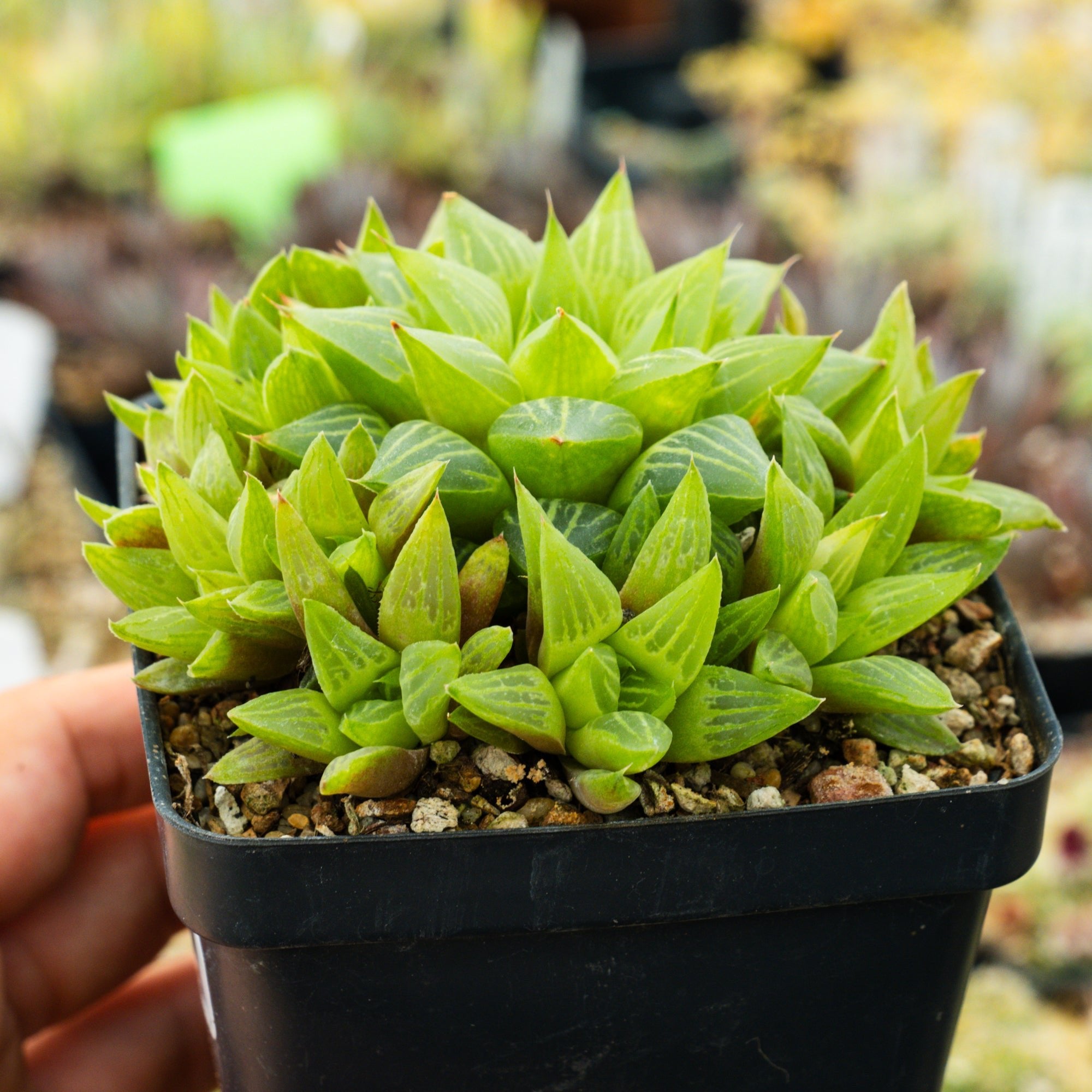 Haworthia turgida - Vivid Root