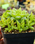 Haworthia turgida - Vivid Root