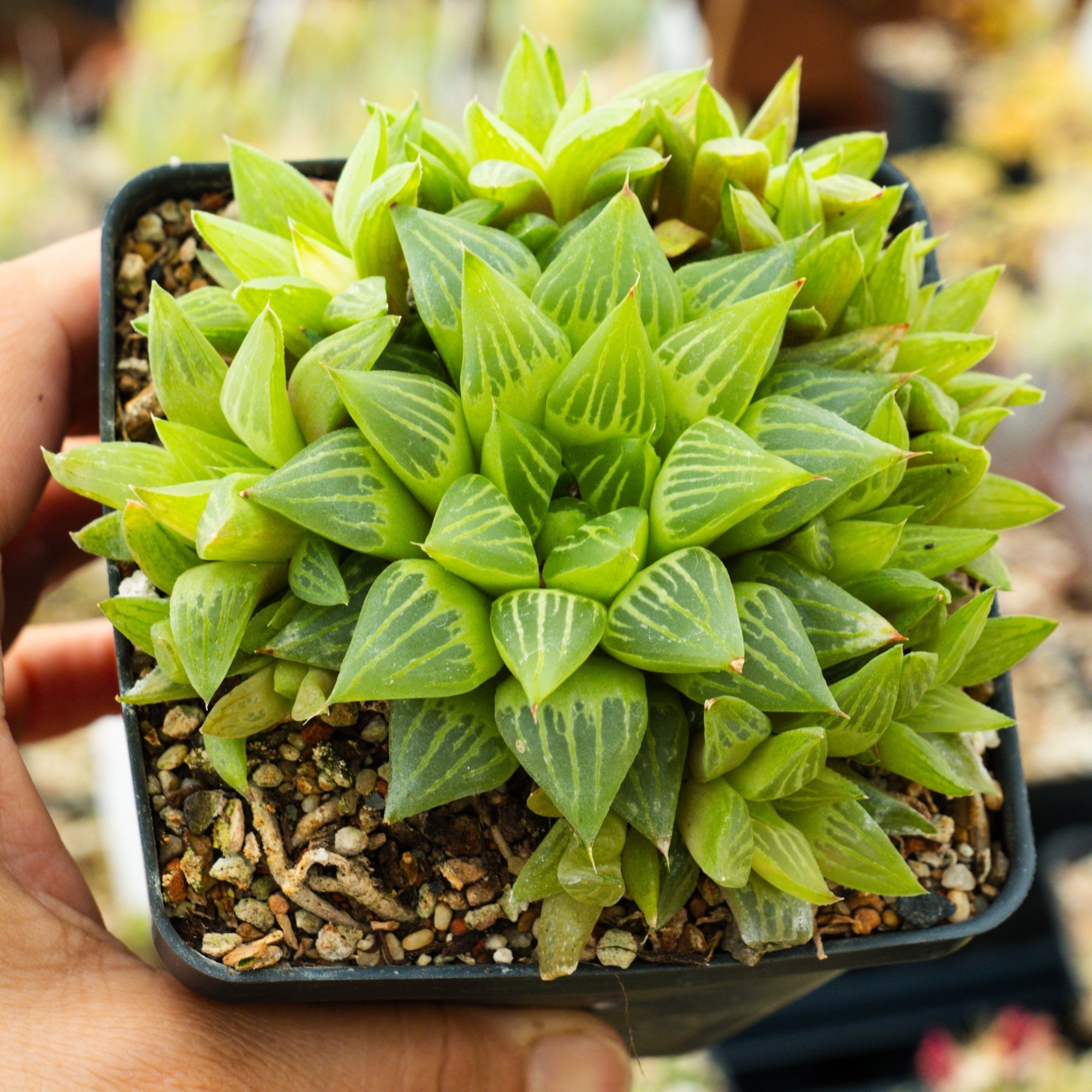 Haworthia turgida - Vivid Root