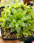 Haworthia turgida - Vivid Root