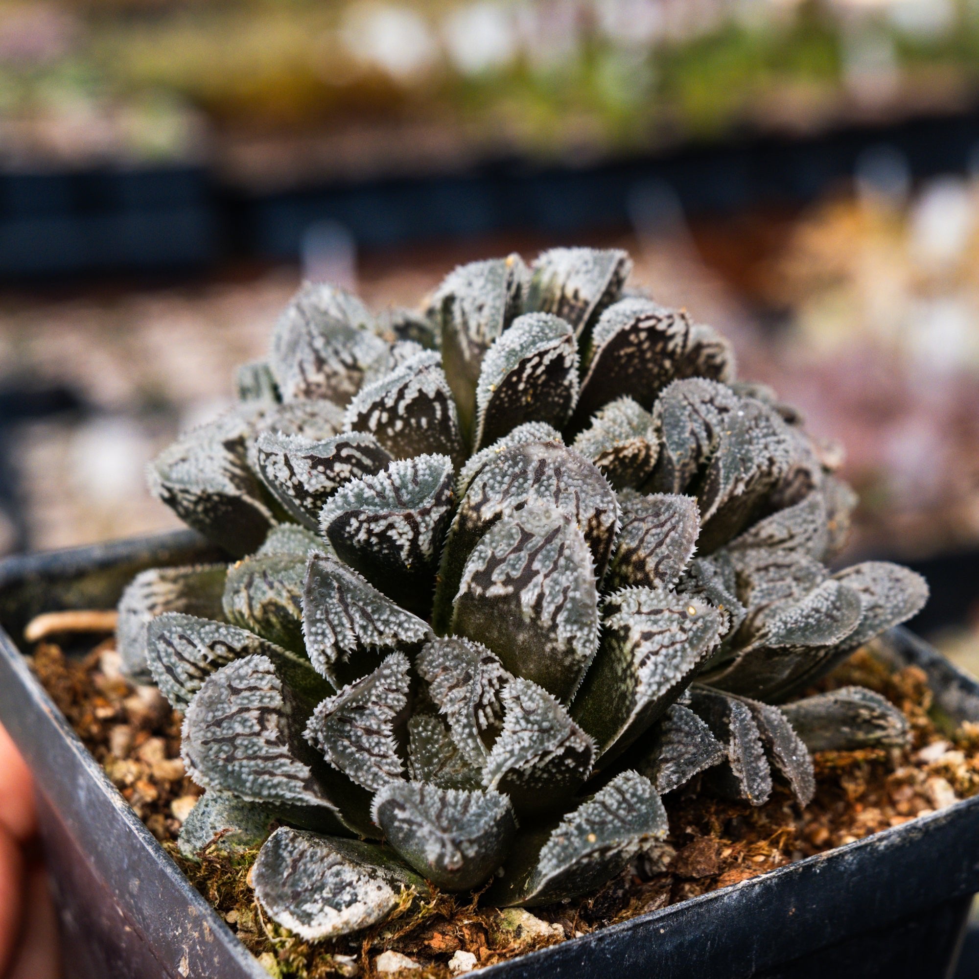 Haworthia 'Yuki Usagi' - Snow Rabbit - Vivid Root