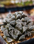 Haworthia 'Yuki Usagi' - Snow Rabbit - Vivid Root