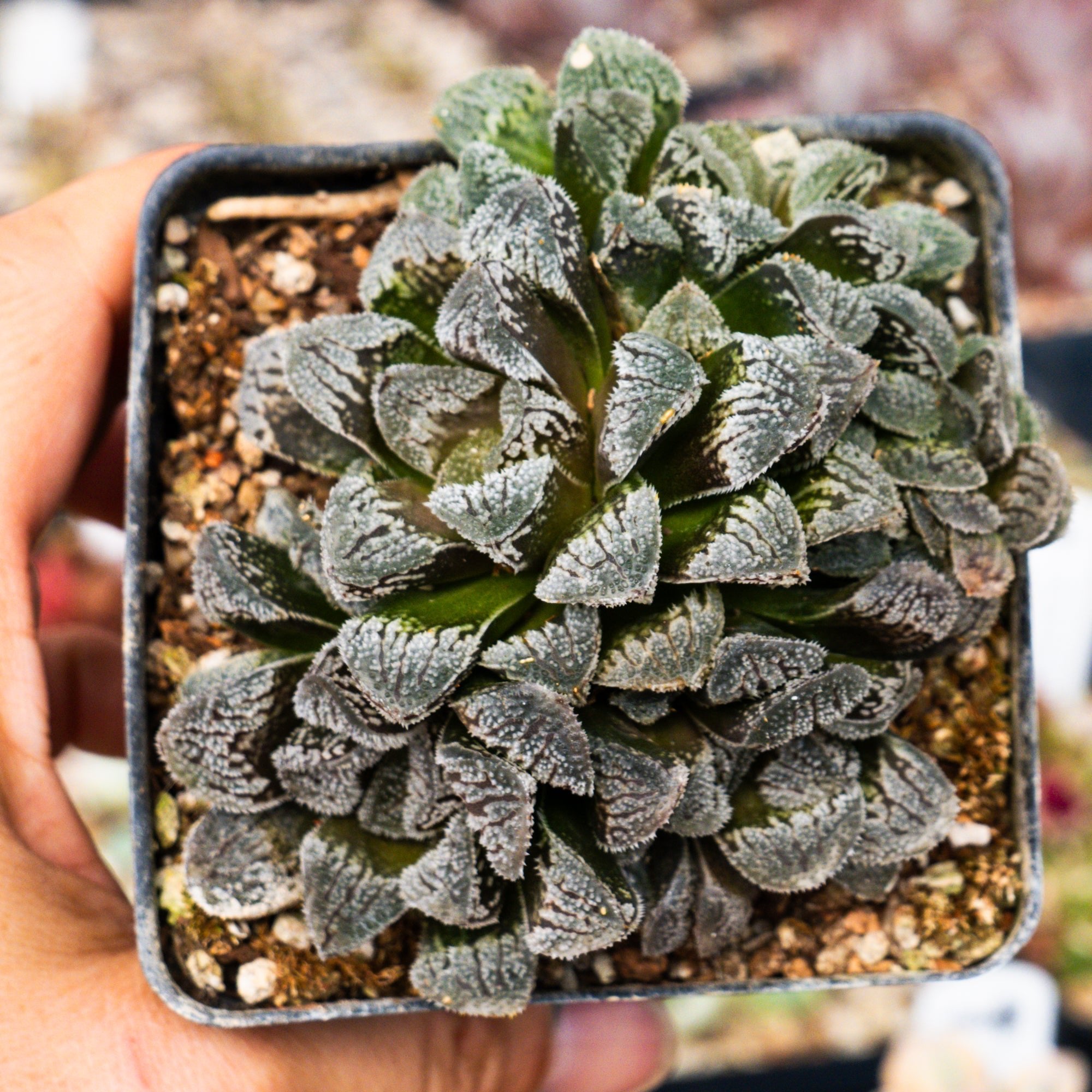Haworthia 'Yuki Usagi' - Snow Rabbit - Vivid Root