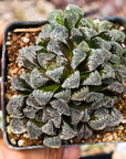 Haworthia 'Yuki Usagi' - Snow Rabbit - Vivid Root