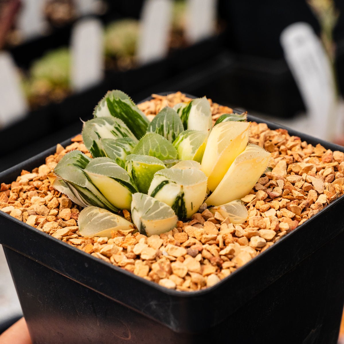 Haworthia 'Zishou' f. variegata | One & Only | A - Vivid Root