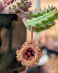 Hurnia hystrix - Vivid Root