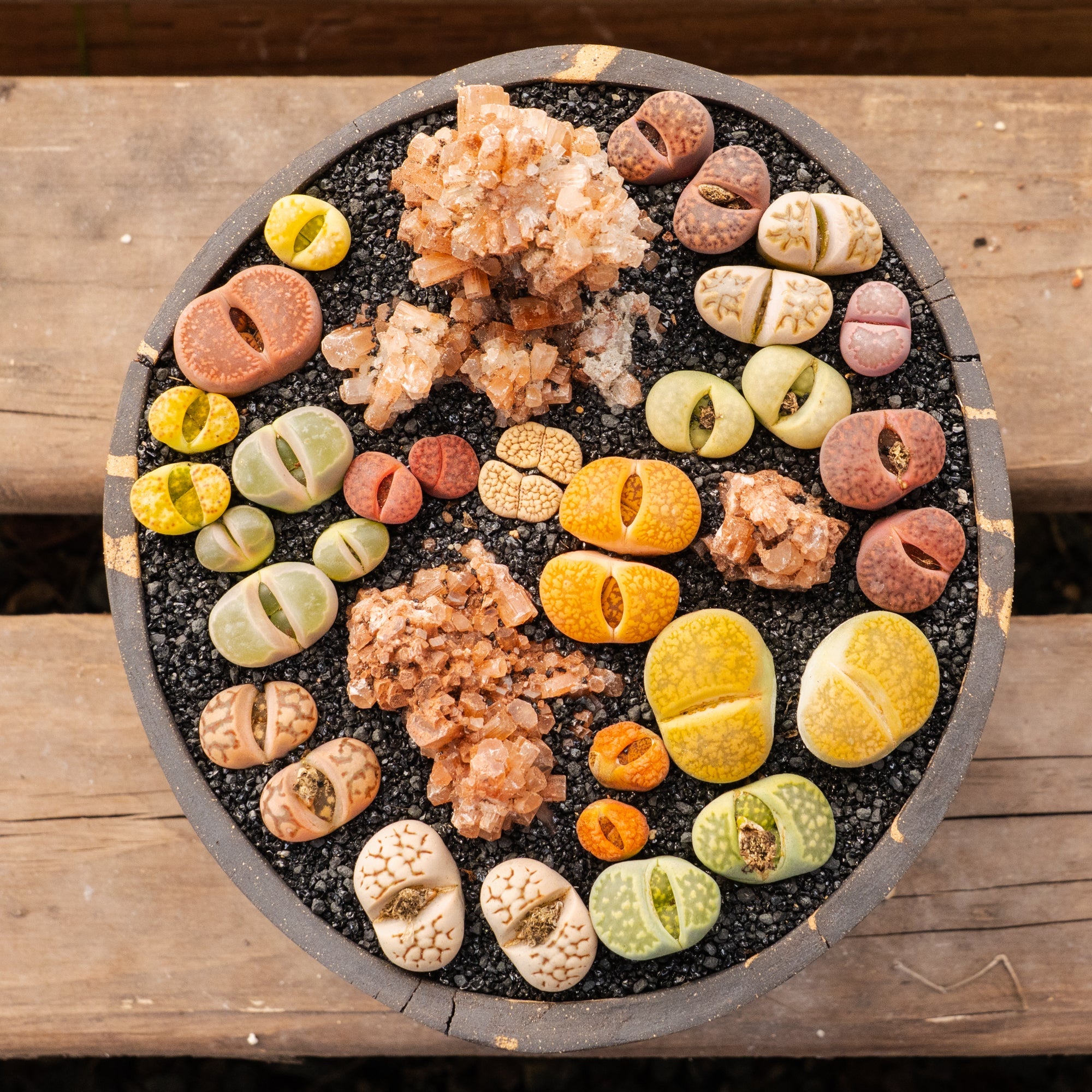 Lithops Mix - 6 heads - Vivid Root