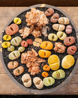 Lithops Mix - 6 heads - Vivid Root
