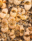 Lithops werneri C188 - 4 heads - Vivid Root
