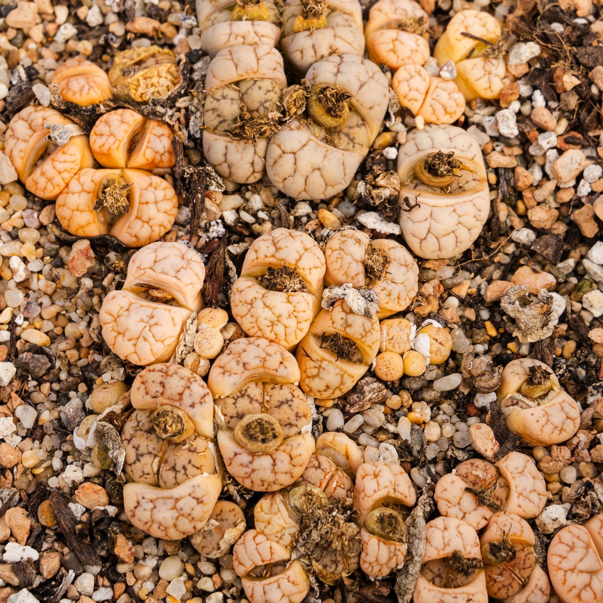 Lithops werneri C188 - 4 heads - Vivid Root