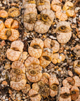 Lithops werneri C188 - 4 heads - Vivid Root