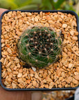 Lobivia tiegeliana var. ruberrima - Vivid Root