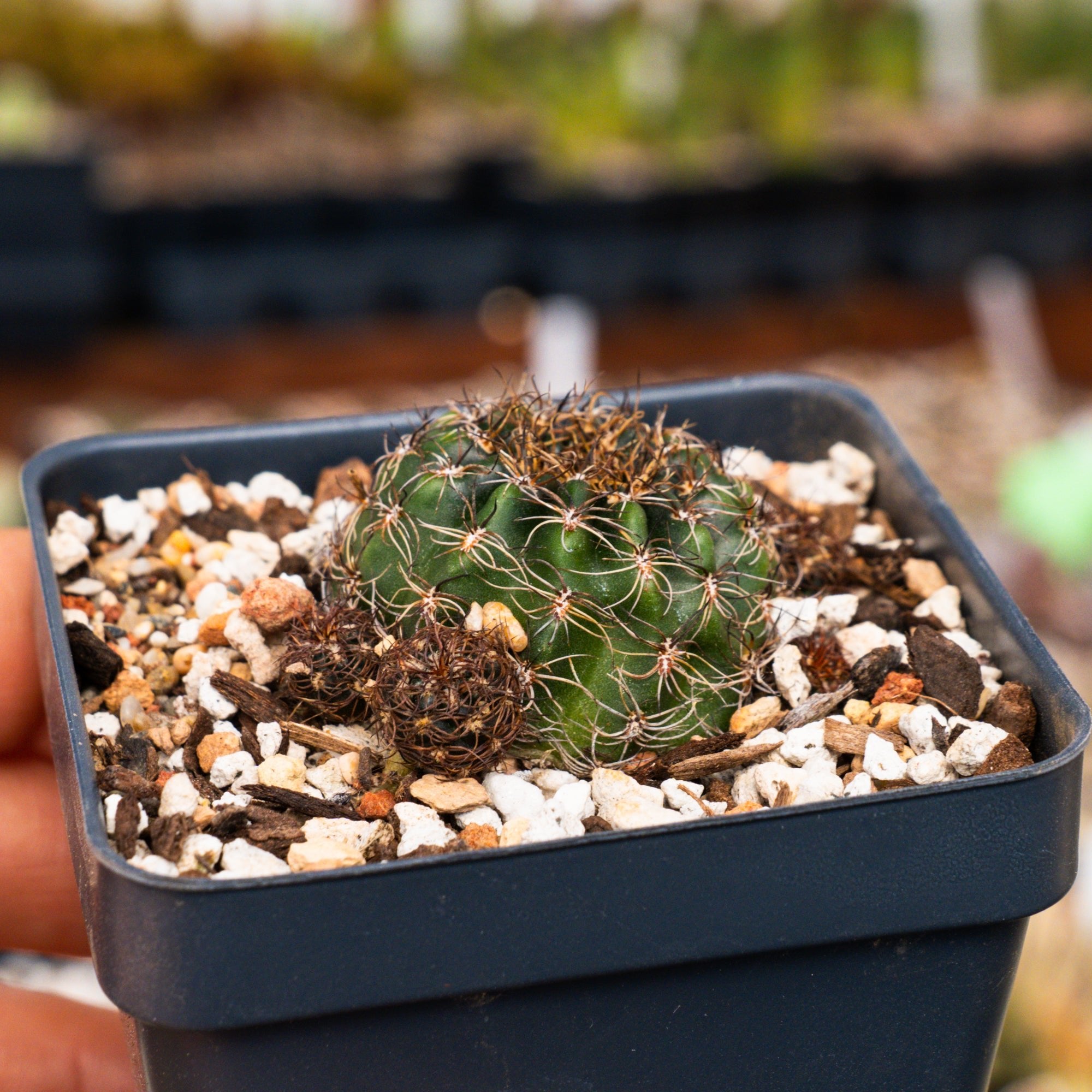 Lobivia tiegeliana var. ruberrima - Vivid Root