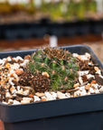 Lobivia tiegeliana var. ruberrima - Vivid Root