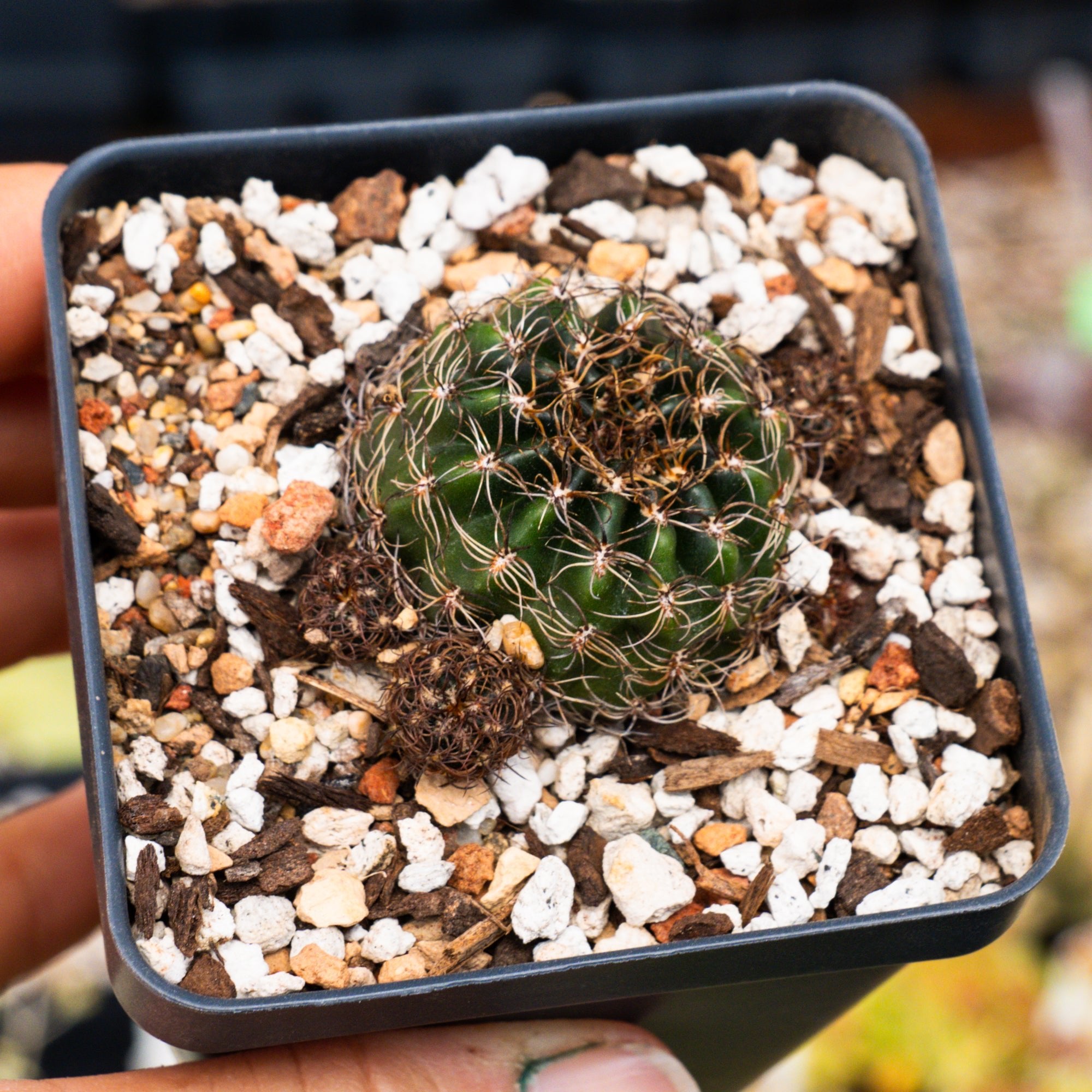 Lobivia tiegeliana var. ruberrima - Vivid Root