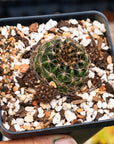 Lobivia tiegeliana var. ruberrima - Vivid Root