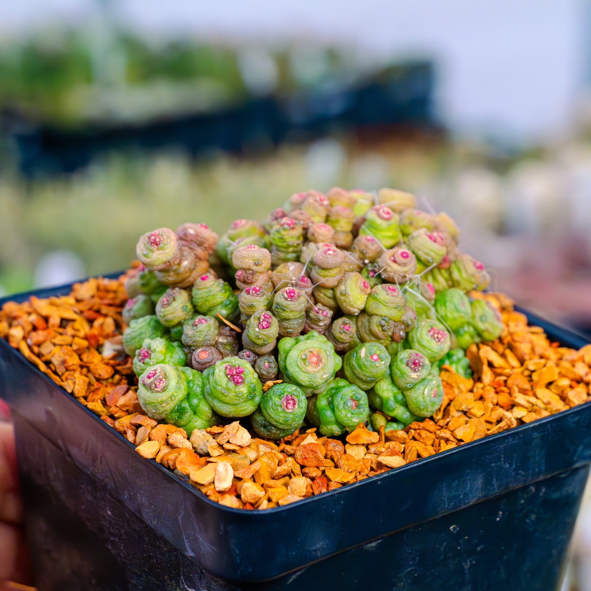 Mammillaria bocasana f. monstruosa 'Fred' - Vivid Root