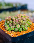 Mammillaria bocasana f. monstruosa 'Fred' - Vivid Root