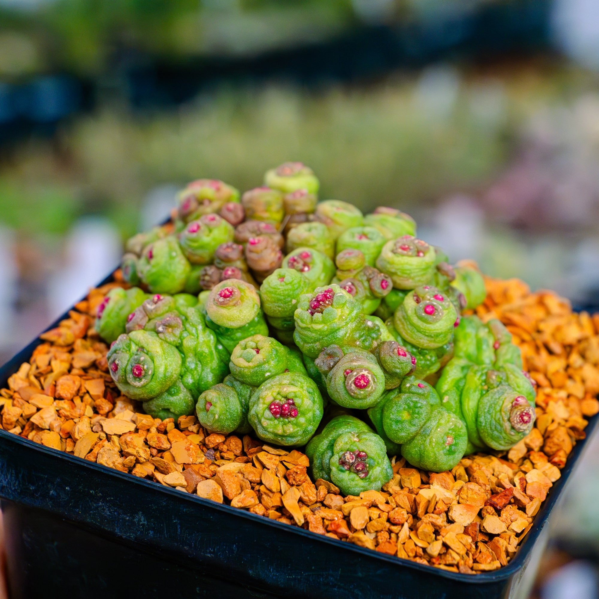 Mammillaria bocasana f. monstruosa 'Fred' - Vivid Root