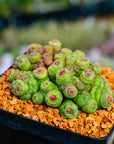Mammillaria bocasana f. monstruosa 'Fred' - Vivid Root