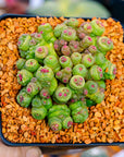Mammillaria bocasana f. monstruosa 'Fred' - Vivid Root