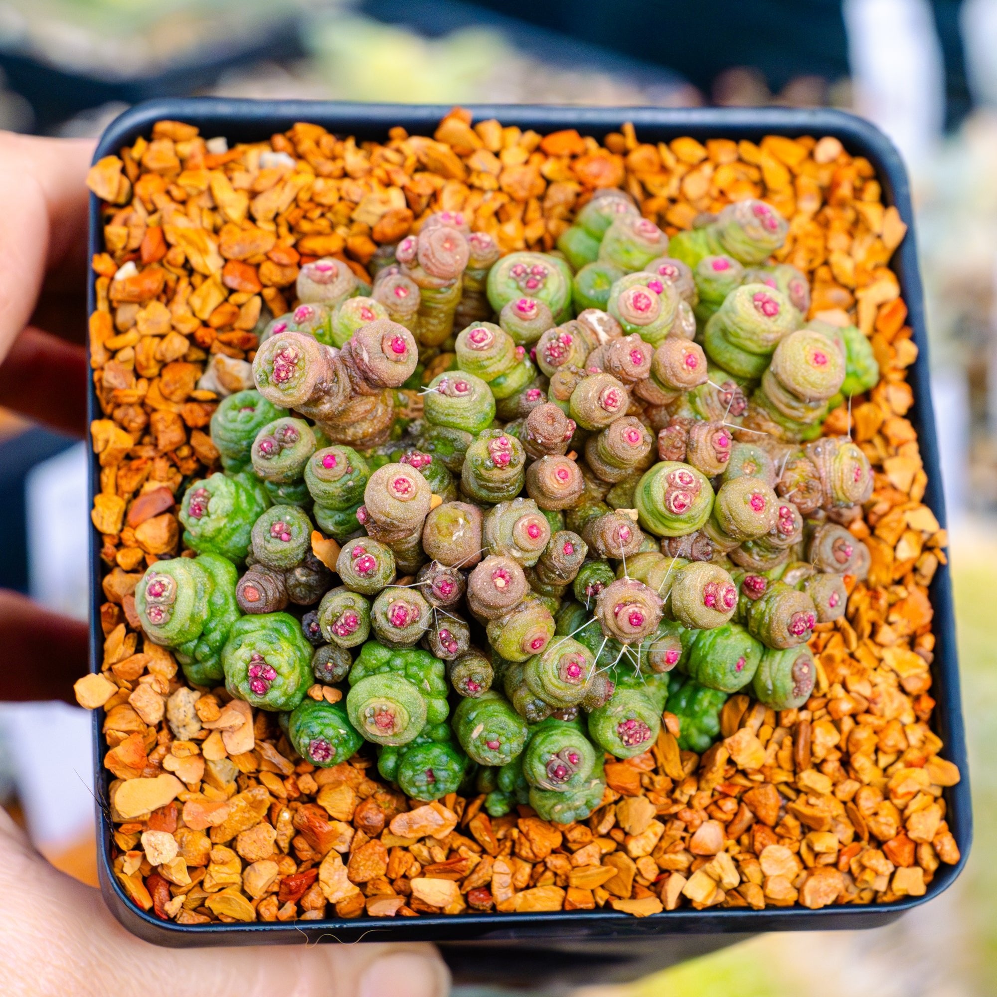 Mammillaria bocasana f. monstruosa 'Fred' - Vivid Root