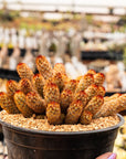 Mammillaria elongata 'Copper King' - Vivid Root
