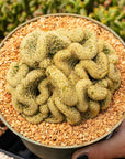 Mammillaria elongata cristata - 'Brain Cactus' - Vivid Root