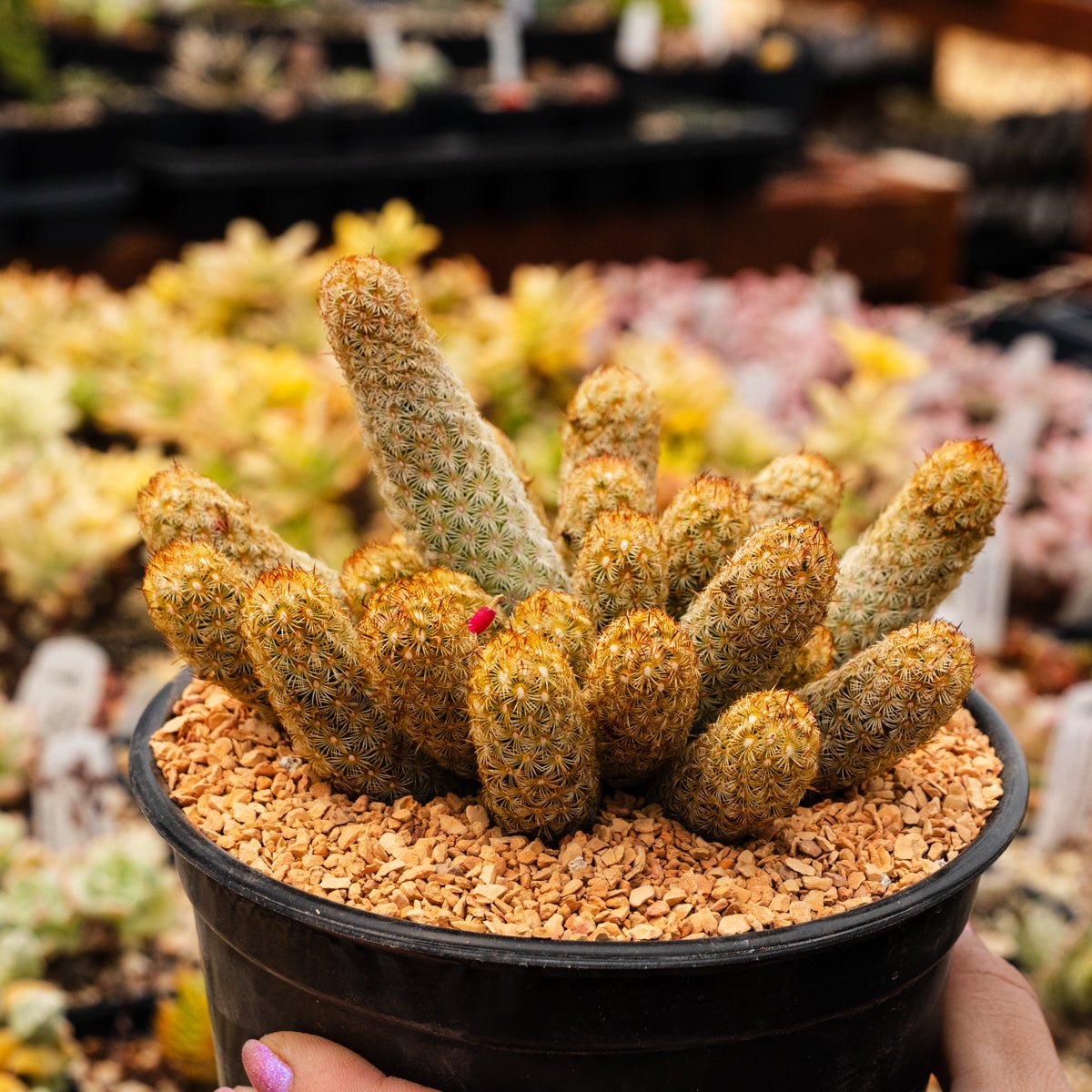 Mammillaria elongata 'Golden Stars' - Vivid Root