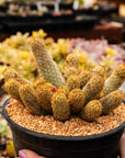 Mammillaria elongata 'Golden Stars' - Vivid Root