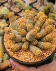 Mammillaria elongata 'Golden Stars' - Vivid Root
