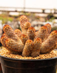 Mammillaria elongata 'Ladyfinger' - Vivid Root