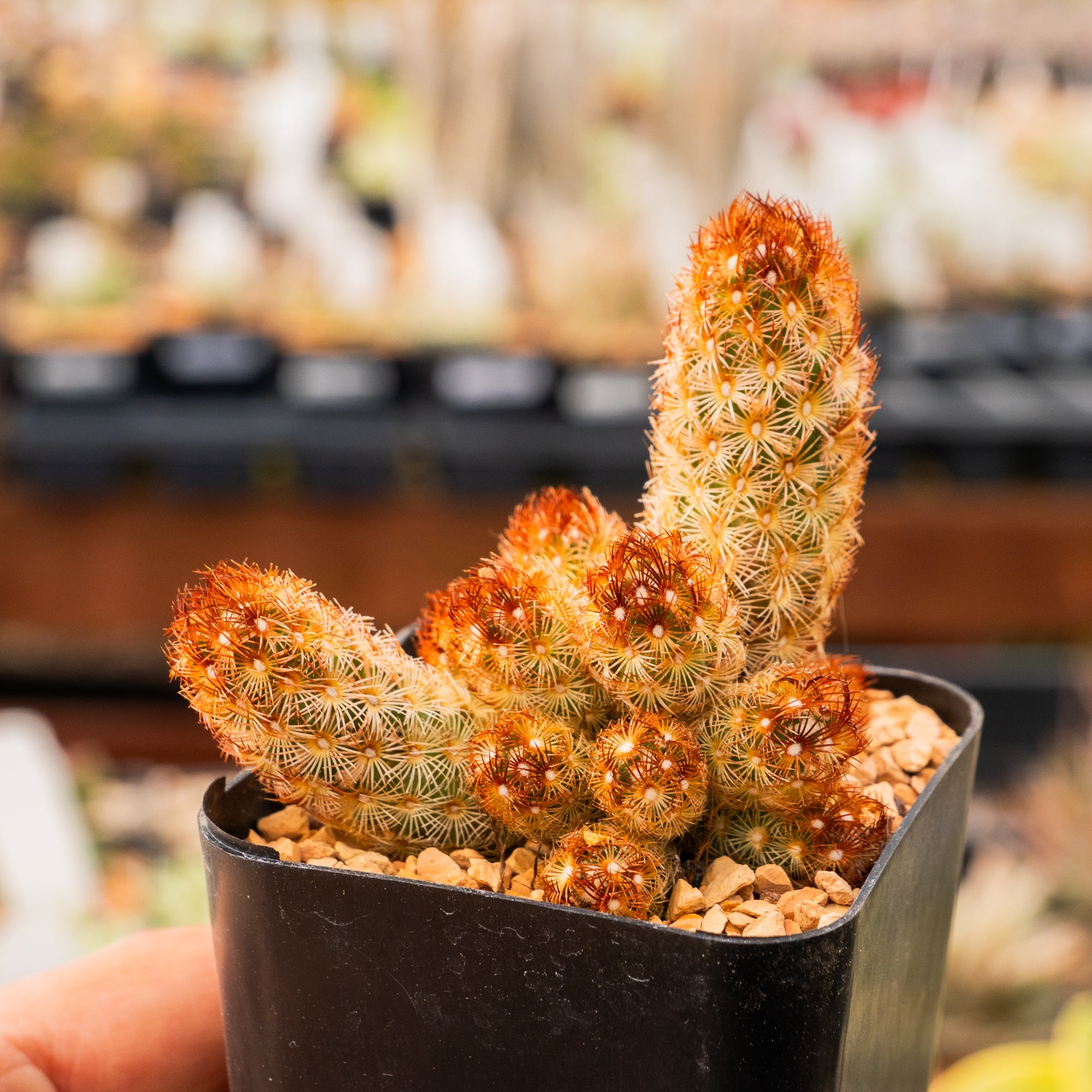 Mammillaria elongata 'Ladyfinger' - Vivid Root