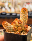 Mammillaria elongata 'Ladyfinger' - Vivid Root