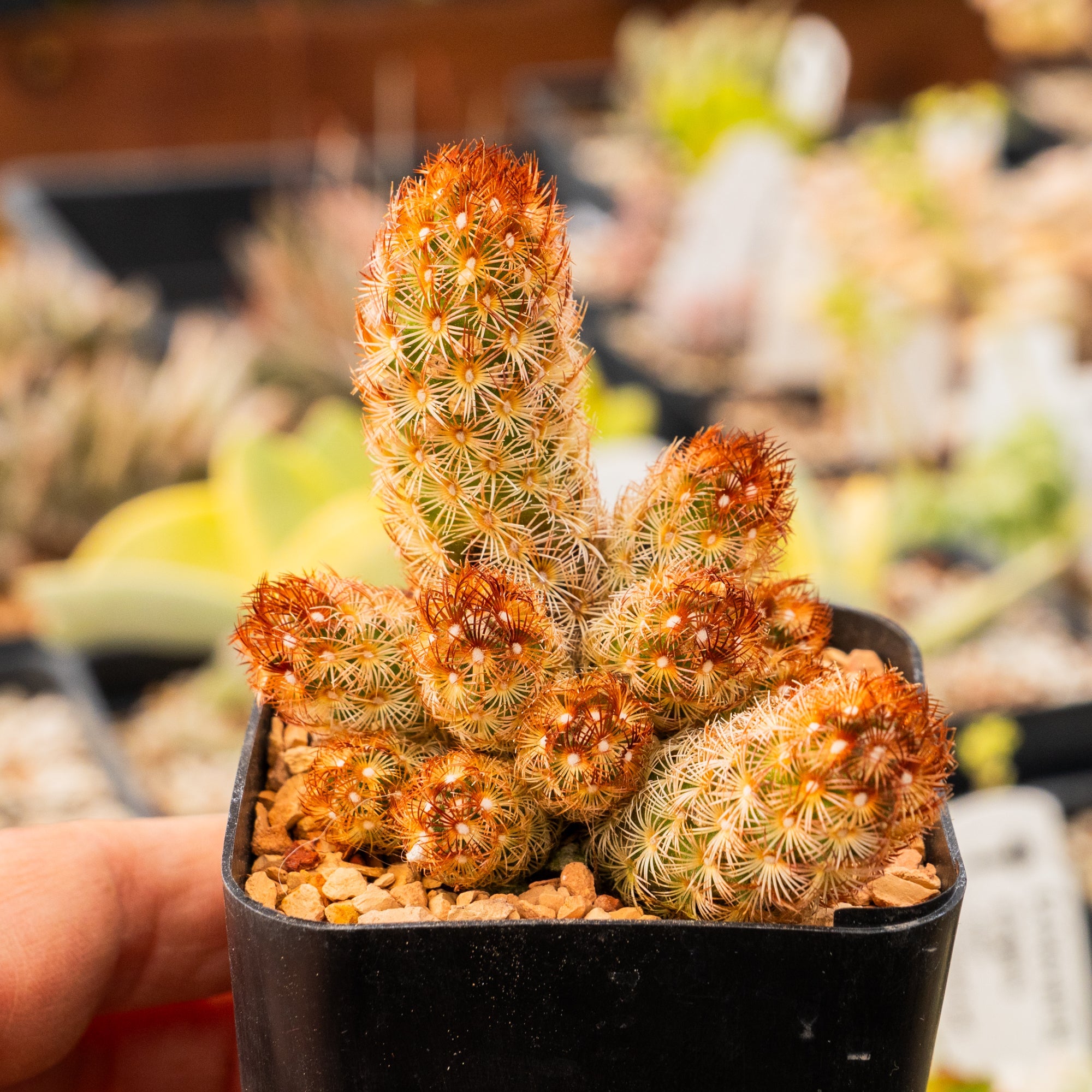 Mammillaria elongata 'Ladyfinger' - Vivid Root