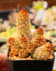 Mammillaria elongata 'Ladyfinger' - Vivid Root