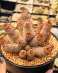 Mammillaria elongata 'Ladyfinger' - Vivid Root