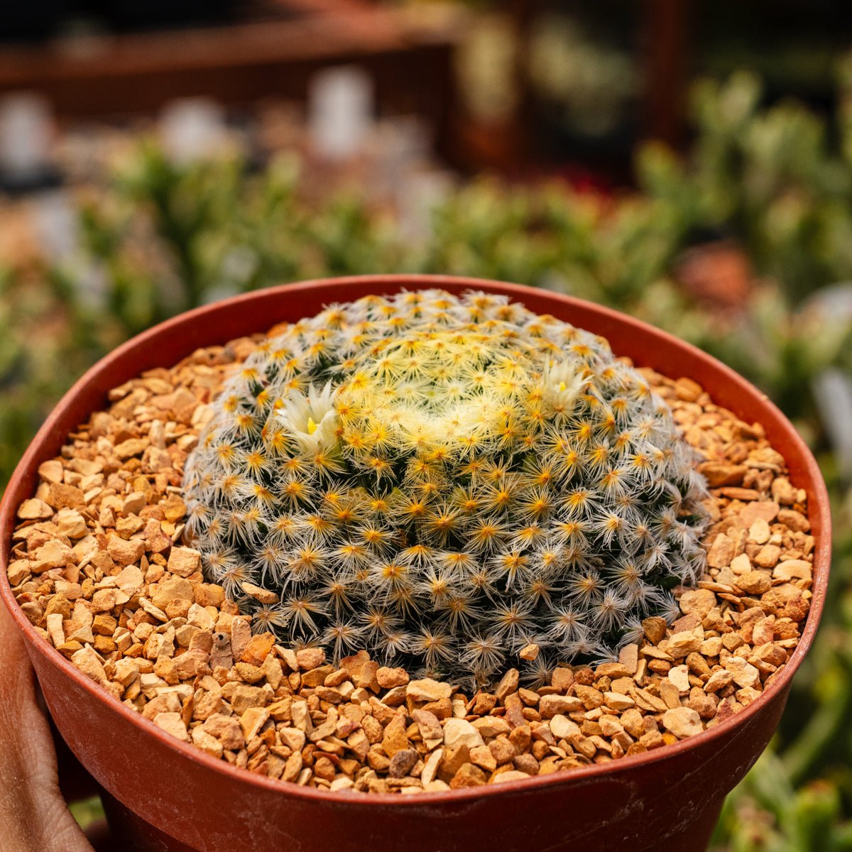 Mammillaria schiedeana - Vivid Root