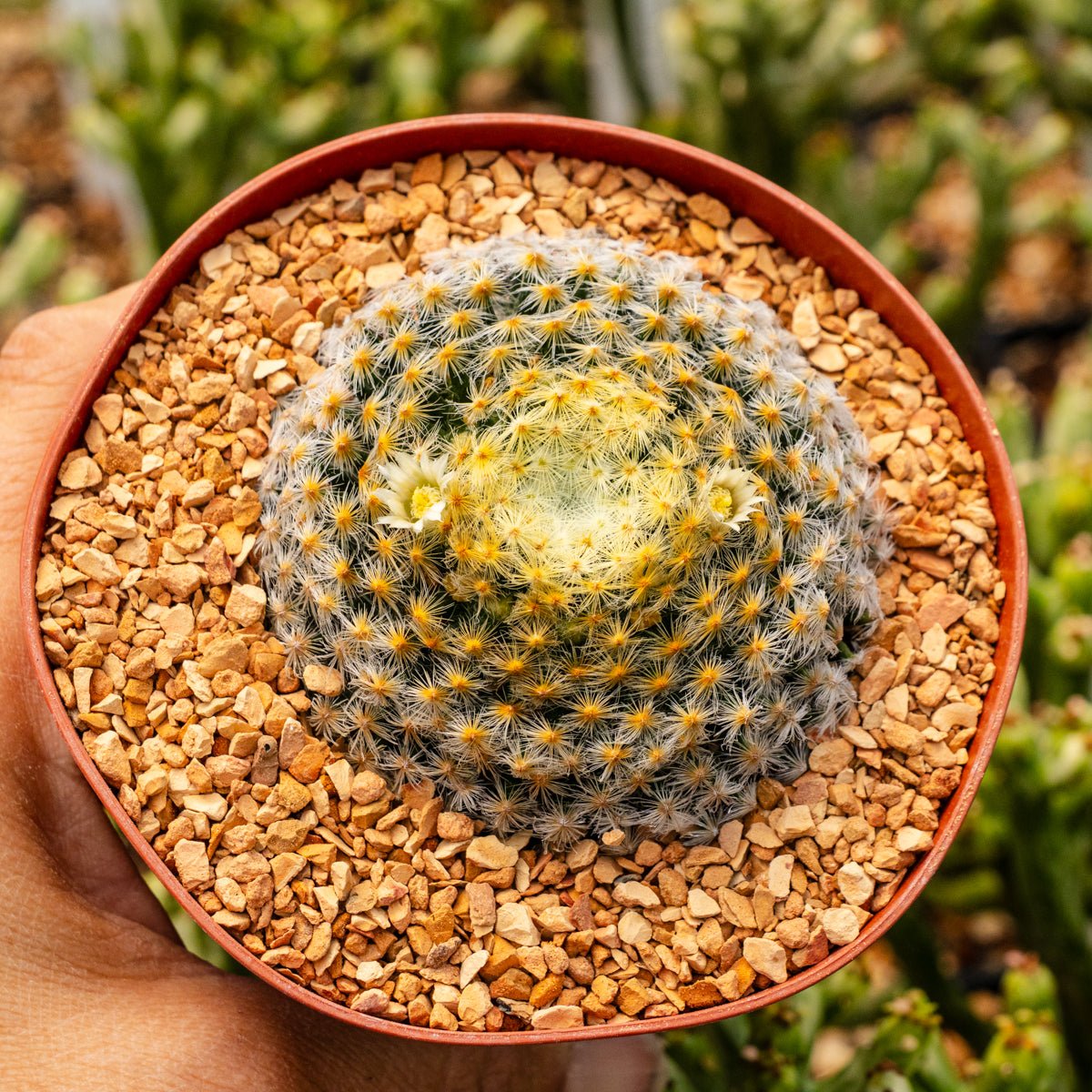 Mammillaria schiedeana - Vivid Root