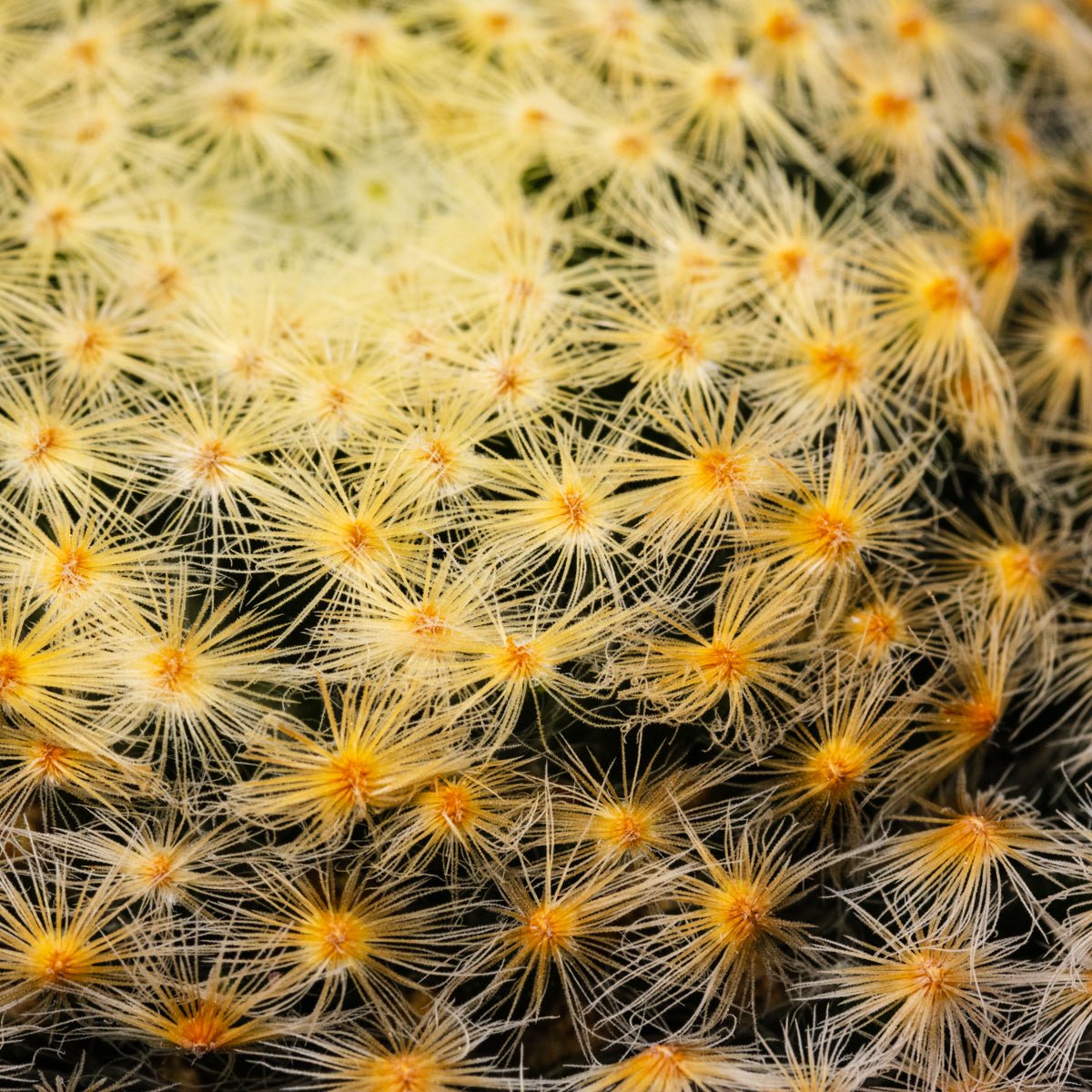 Mammillaria schiedeana - Vivid Root