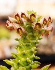 Monadenium ritchiei - Vivid Root