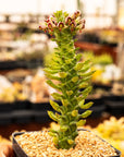 Monadenium ritchiei - Vivid Root